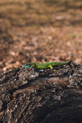 Portrait of green sand lizard (Lacerta Agilis) sunbathing on the wood. Beautiful and colorful sand lizard relaxing on the sun on sunset (nature on background).