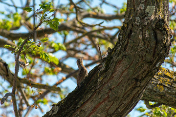 Nightingale singing on a flowering branch, Common nightingale (Luscinia megarhynchos) sits on a branch and sings
