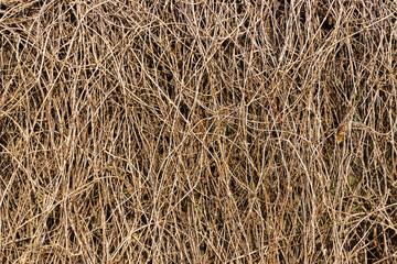 Background of dead branches of bushes