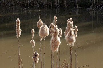 Cattails with fluffy light brown cobs in a lake, typha