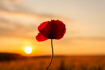 Poppy flower with sunset in the background on an agricultural field