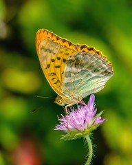 Argynnis paphia L. 1758.