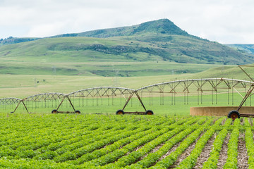 irrigation system in the field on a working farm in South Africa concept agriculture in Africa