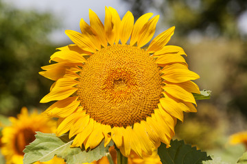Fototapeta premium Sunlit sunflower with selective focus