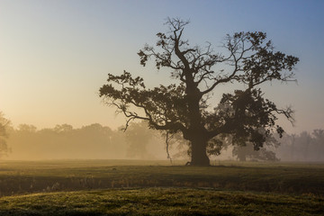 Fototapeta na wymiar lonely oak tree on the field at sunset