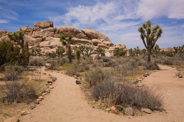 One of several trails lined with Joshua trees in Joshua Tree National Park in California
