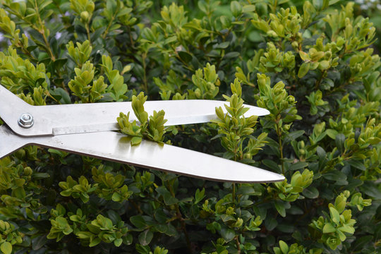 A Close-up On Trimming, Cutting, Pruning Evergreen Boxwood, Buxus Shrub Using Hedge Shears To Create Topiary Shapes And Design Hedges.