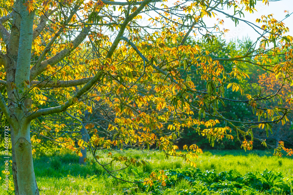 Wall mural spring is in the air with the lush green foliage of trees in a green pasture in sunlight at sunrise 