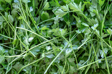 Close up of fresh green parsley leaves. Green plant texture. Natural background.