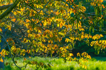 Spring is in the air with the lush green foliage of trees in a green pasture in sunlight at sunrise in a spring morning © Naj