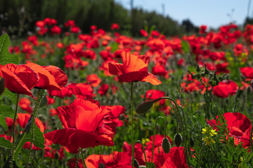 Poppies in a field with green grass in the background with selective focus. view at height. Lonely poppy.