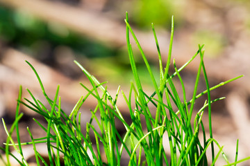 Fresh spring green grass in the morning in forest
