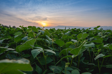 mung bean in the agricultural garden with light shines sunset