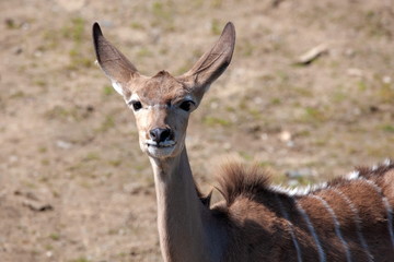 Antilope