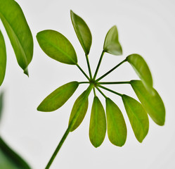 Twig with leaves simulating an umbrella