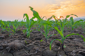 Maize seedling in the agricultural garden with the sunset, Growing Young Green Corn Seedling