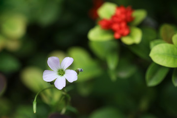 Oxalis triangularis, purple shamrock flower in the garden