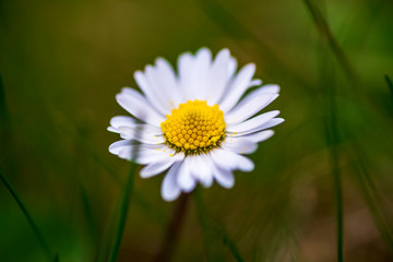 white daisy flower