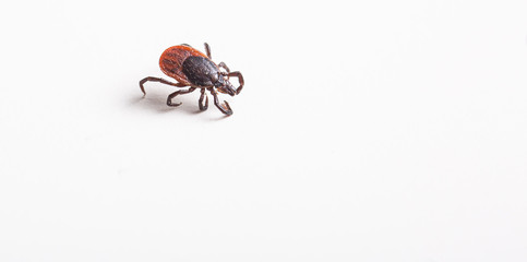 Tick - parasitic arachnid blood-sucking carrier of various diseases
