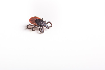 Tick - parasitic arachnid blood-sucking carrier of various diseases