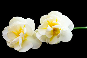 Tahiti Narcissus isolated on black background, daffodil.