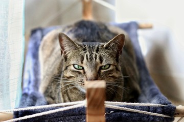 Chat au regard de braise 
