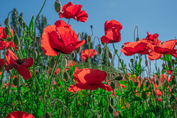 Fototapeta premium Poppy and buds in a field with blue sky in the background with selective focus. Close-up view from below. Lonely poppy.