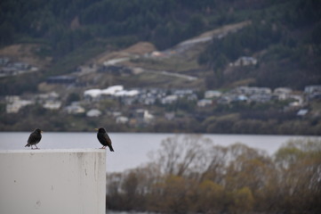 Two birds perched on the side of a building in New Zealand