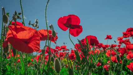 Obraz premium Poppy and buds in a field with blue sky in the background with selective focus. Close-up view from below. Lonely poppy.