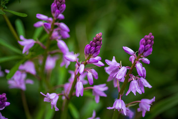 Obraz premium purple flowers in the garden