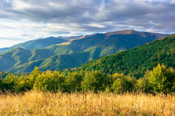 Fototapeta premium wonderful autumn scenery on a sunny evening. trees and weathered grass on the hills. mountain range in the distance beneath a blue sky with clouds