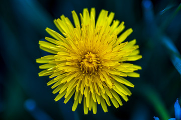 yellow dandelion flower