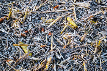 Corn cob on the ground, leftovers for gleaning in harvested cultivated field