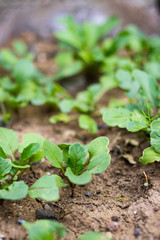 Young green fresh growing sprouts of rucola herb. 