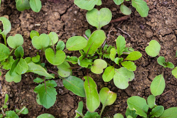 Young green fresh growing sprouts of rucola herb. 