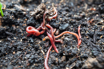 dung worms on a bed with green seedlings of vegetables