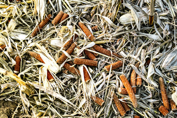 Corn cob on the ground, leftovers for gleaning in harvested cultivated field