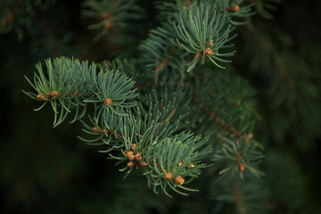close up of pine needles