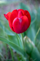Elegant red tulip on a background of green leaves.