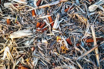 Corn cob on the ground, leftovers for gleaning in harvested cultivated field