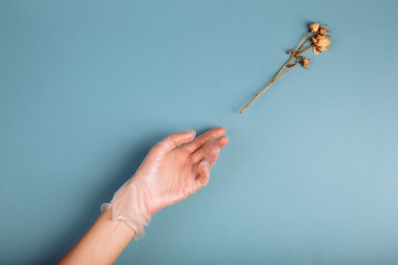 Woman's hand in a white medical gloves is reaching to the withered white Rose. Isolated in blue background
