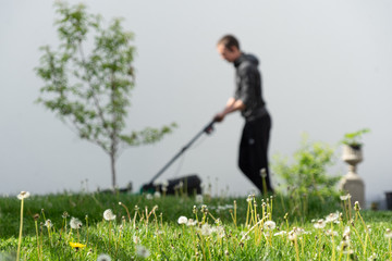 Reihe von Pusteblumen im Vordergrund im Garten, während im Hintergrund unscharf ein junger Mann einen Rasenmäher schiebt