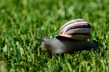 snail on the grass
