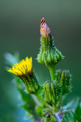 Green Plant