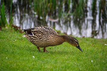 duck on the grass