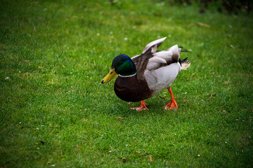 duck on the grass