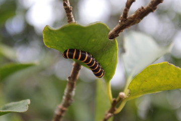 Lagarta na folha ( caterpillar on leaf)