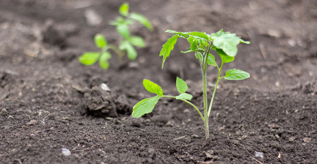 Tomato seedling in the soil in the field, growing tomatoes in the open ground for further implementation, the business of growing vegetables.