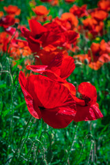 Obraz premium Poppies in a field with green grass in the background with selective focus. view at height. Lonely poppy.
