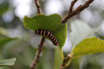 Lagarta na folha ( caterpillar on leaf)